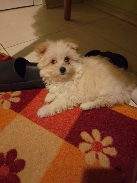 Плачеща болонка ..