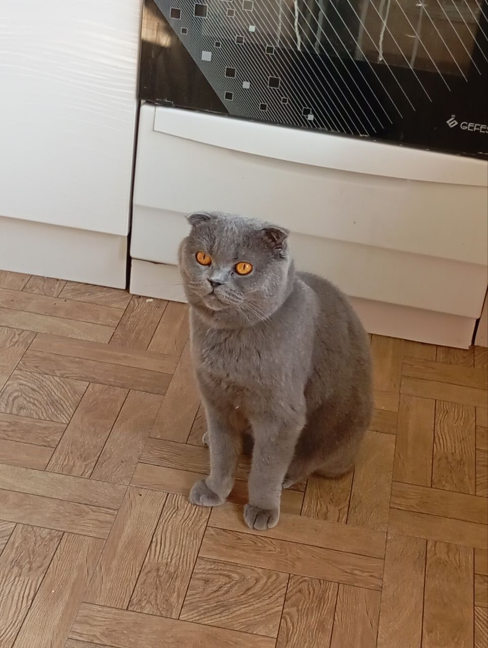 Продаются 2 девочки скоттиш фолд