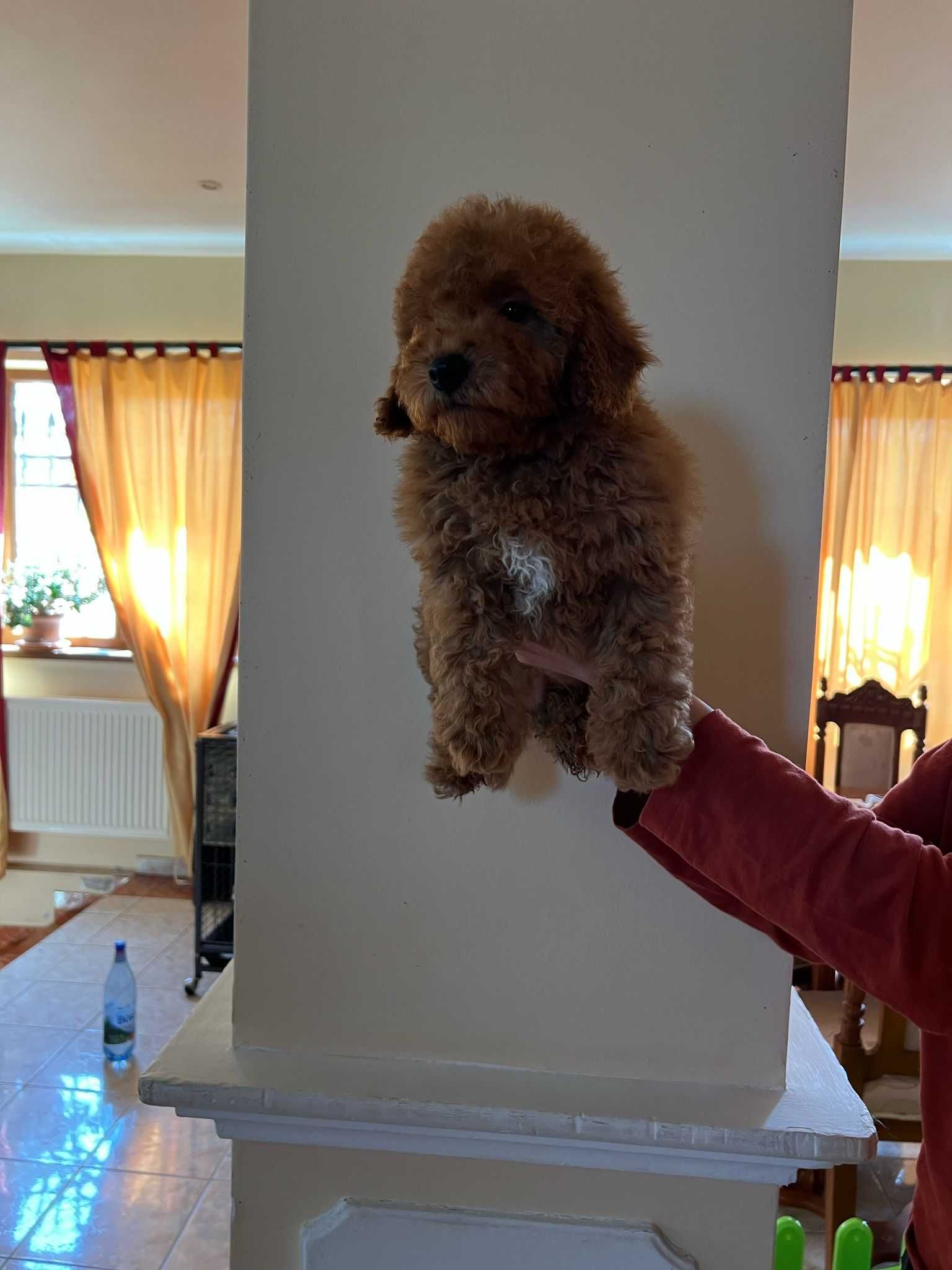 Pui Caniche Pitic roscat
