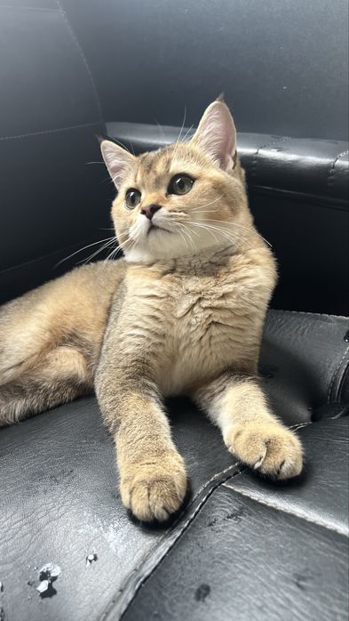 Продаются котята породы скотиш страйт шиншила в возрасте 4 месяца