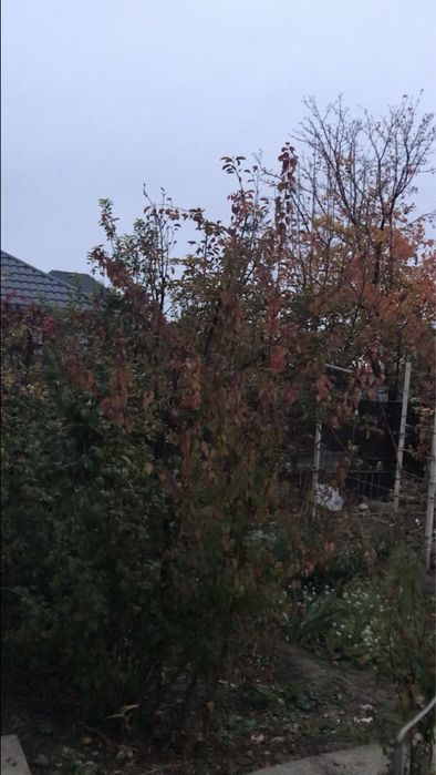 Молодые Саженцы Абрикос