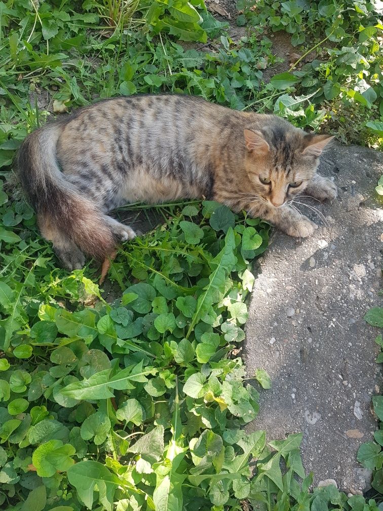 Pisica adultă,  paznic bun al curții