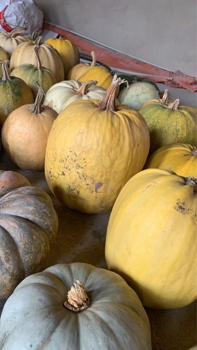 Продам тыкву на хэллуин | halloween