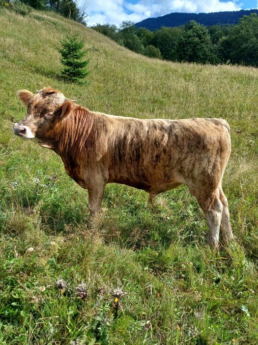 De vânzare taur de 1 an