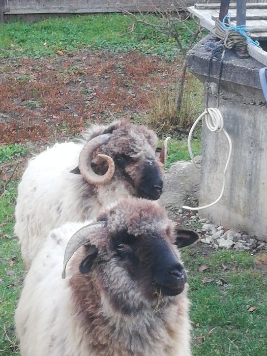 Vând un un berbecuț și 2 mioare