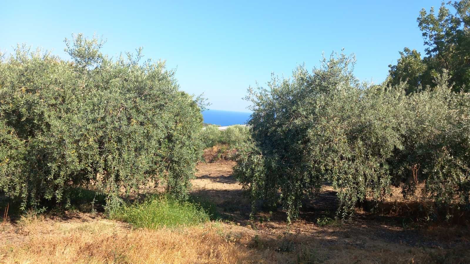 Парцели в Лутра, обл.Кавала за каравана /бунгало, ток и вода.10000 е.