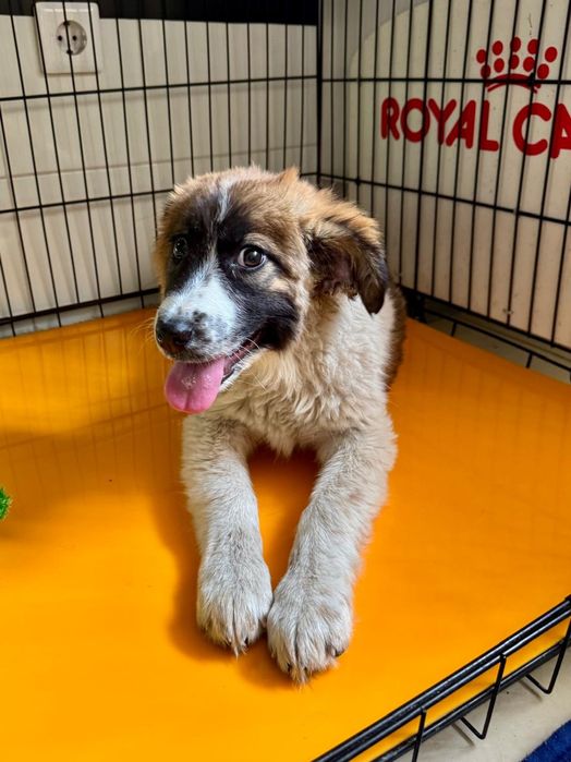 Котята и щенята ждут любящих хозяев