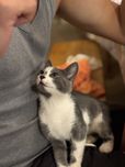 ПОДАРЯВАМЕ котенце Сива