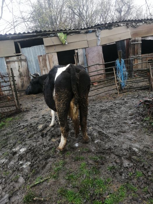 Vacă de vânzare pentru abator