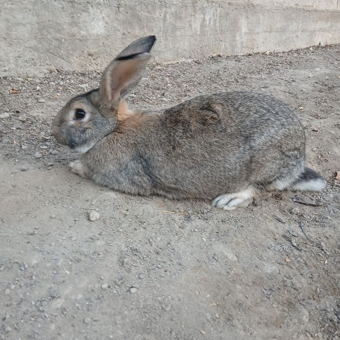 Quyon sotiladi, Jinsi: Sames, Fargʻona Yormazorda