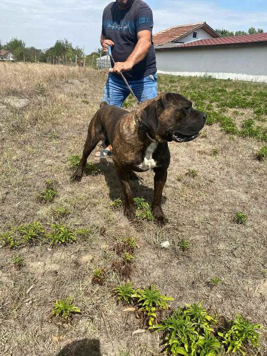 Мъжко тигрово кане корсо 450лв