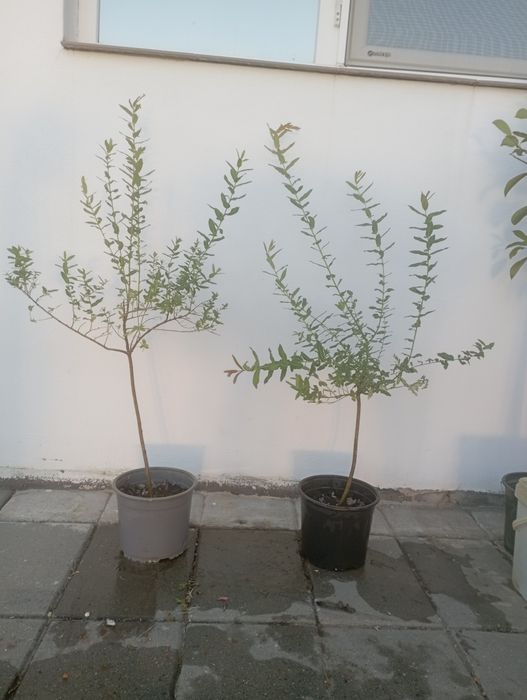 Pomi ornamentali
