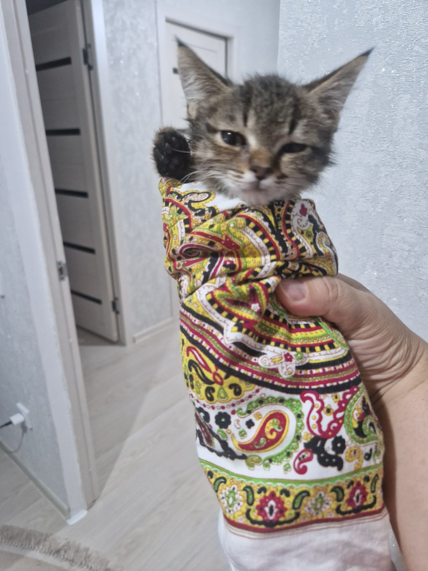 Отдам маленькую кошечку.