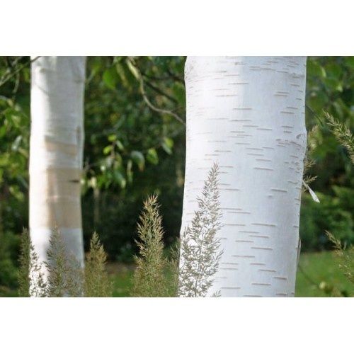 Бяла бреза в саксия