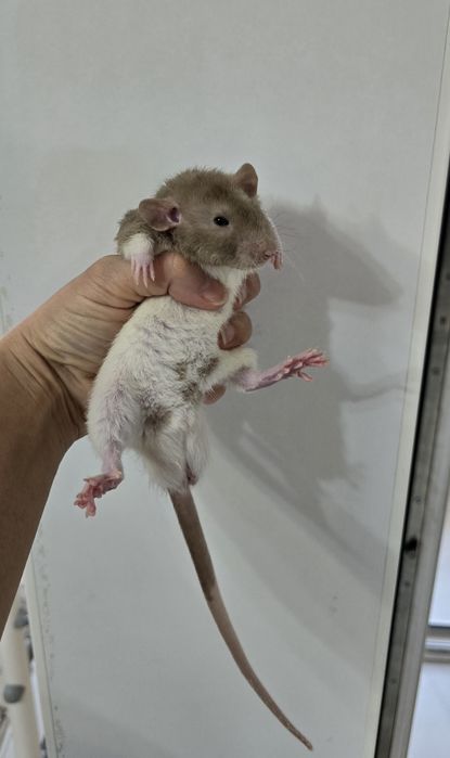 Отдам крысу в добрые руки