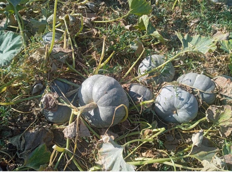Oshqovoq sotiladi optom narxlarda тыква ,pumpkin