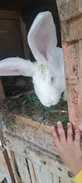 Vând iepurași femelă și mascul