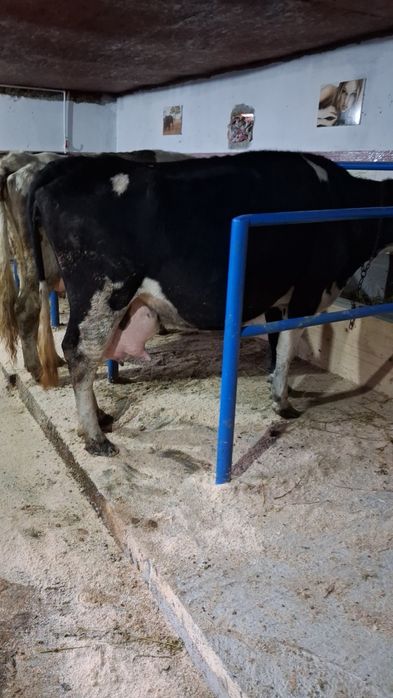 Vand sau schimb cu vacă de tăiere