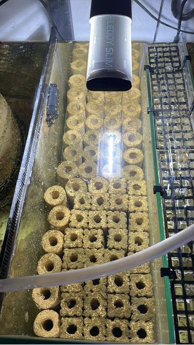 Продам живые биоцилиндры для морского аквариума