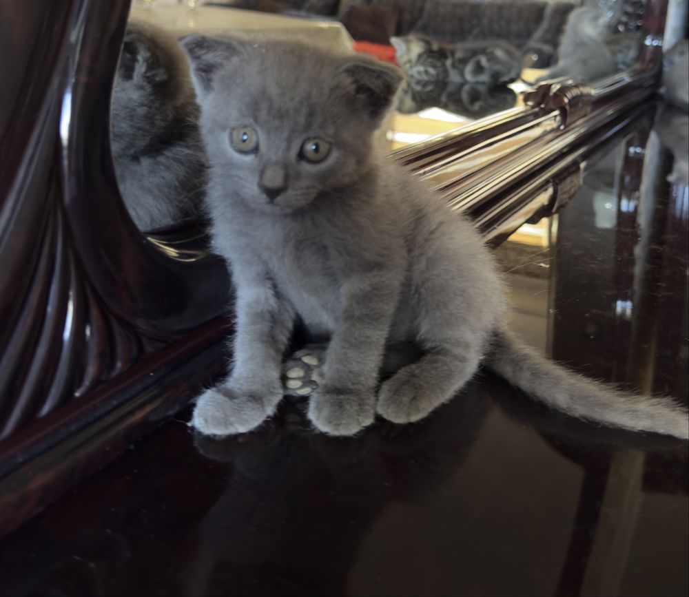 Скотиш фолд котята