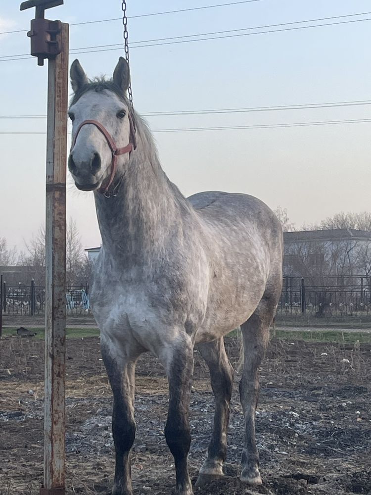 Продам жеребца 8 лет будет