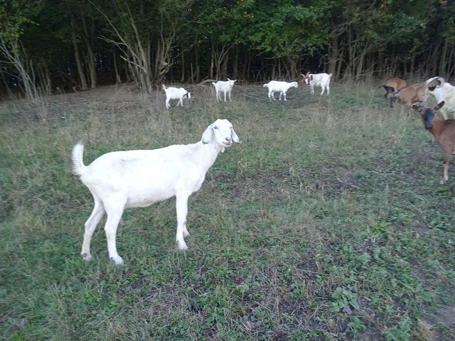 Vând 2 capre gestante !