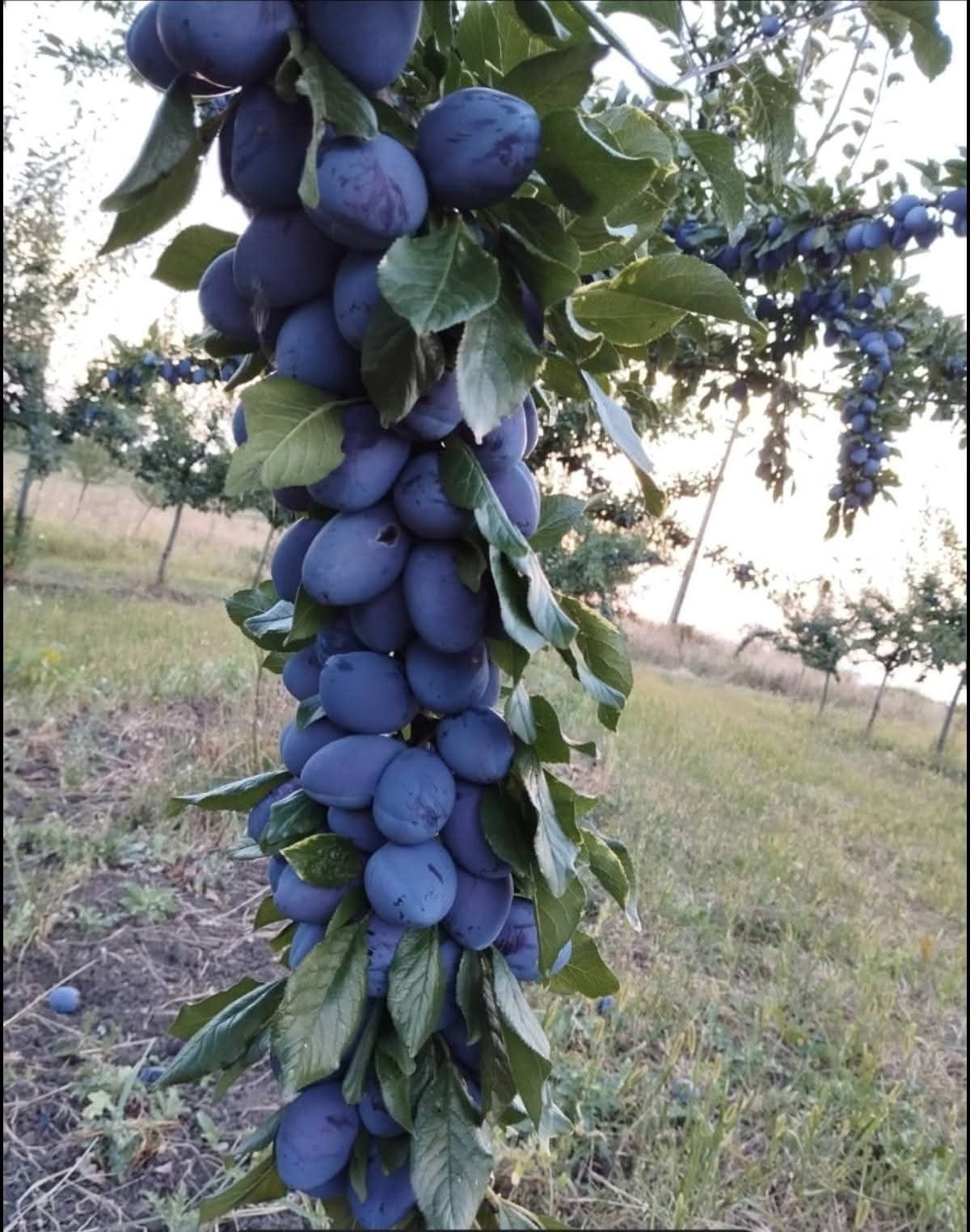 Silvoită de prune 100% natural