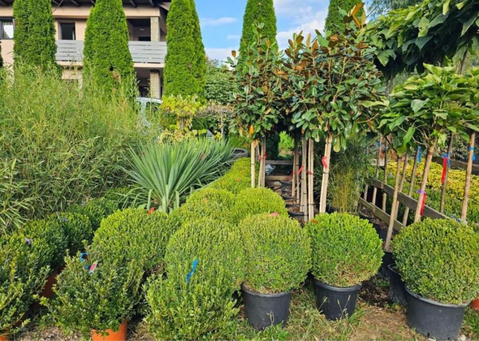 Plante ornamentale de diferite varietatii