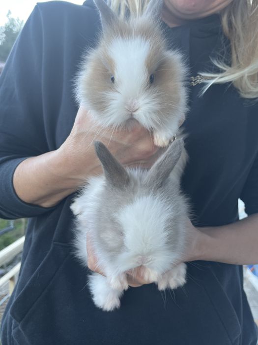 малки декоративни зайчета