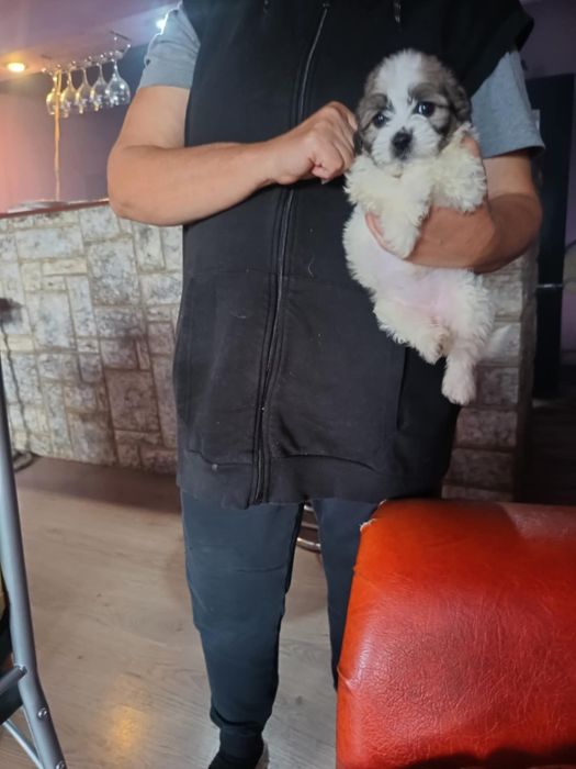 Cățeluș bichon mascul