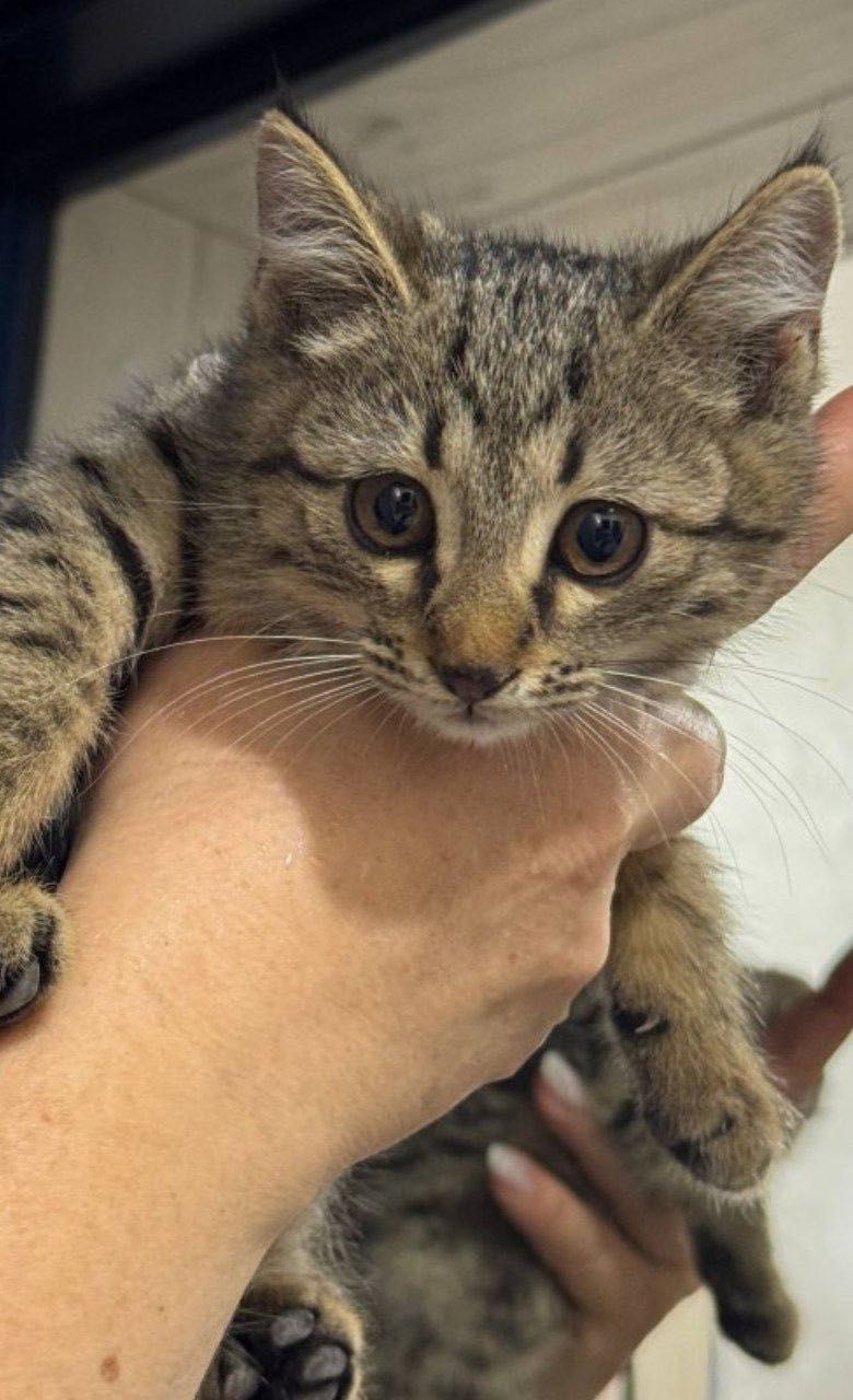 Котята в хорошие руки