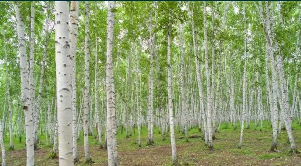 Copaci și arbuști ornamentali – livrare rapidă și montare inclusă