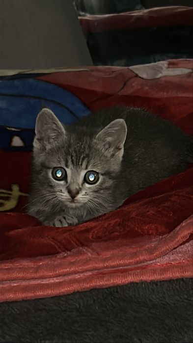 Отдам котенка бесплатно