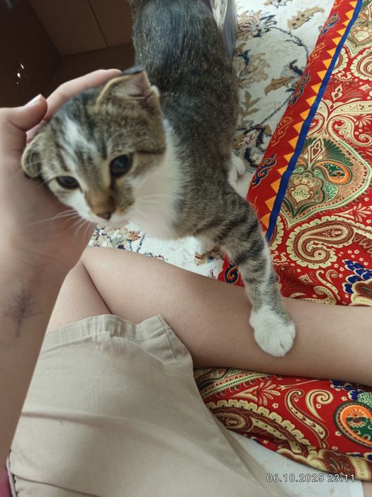 Котенок, отдаем добрым людям