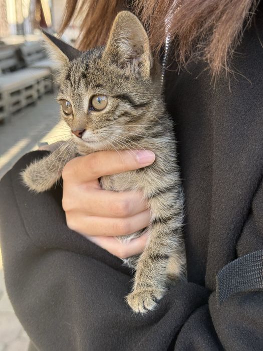 Отдам котенка в добрые руки