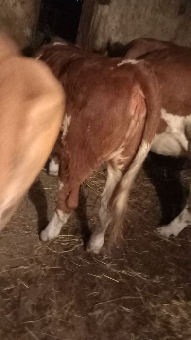 Se vinde un vițel de bivol de 3 luni și o vitea de vaca de 10 luni