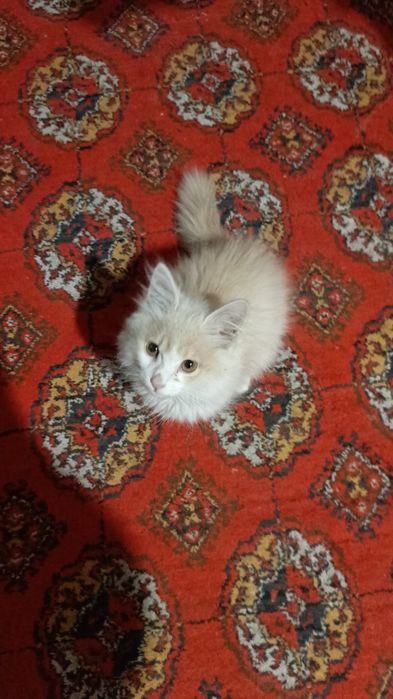 Мушукча текинга берилади