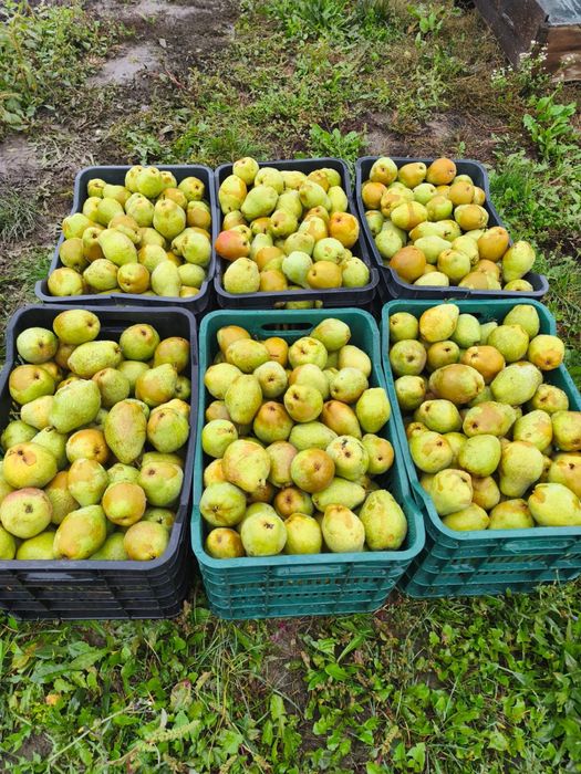 Vindem pere iarna