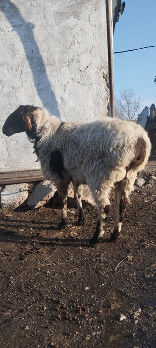 Бараны овцы продам