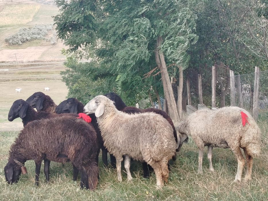 Vand 7 mioare rasa karakul