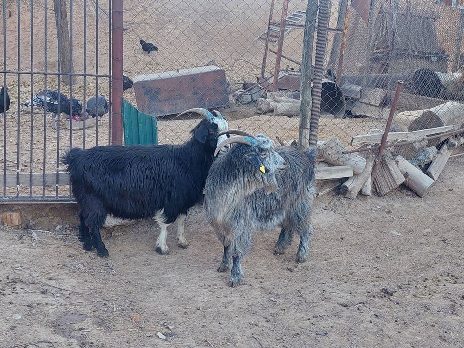 Семіз жем жеп тұрған бойдақ ешкілер сатылады