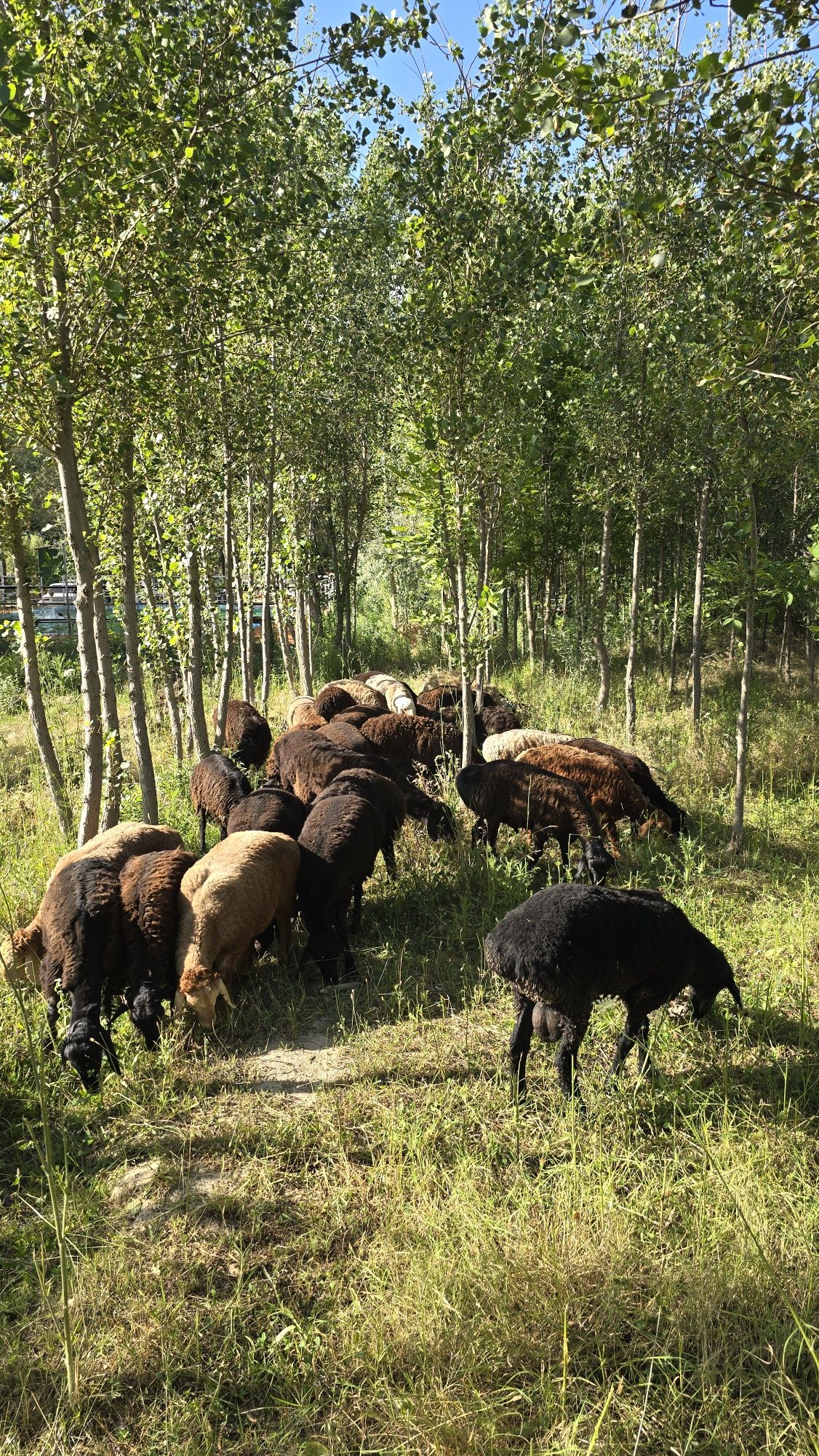 Куйлар курбонликка