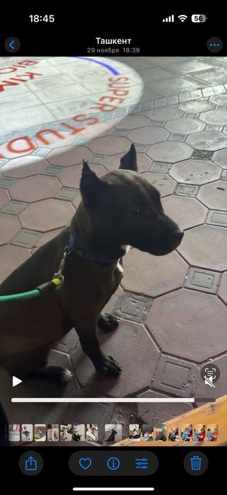 Питбуль 4 месяца