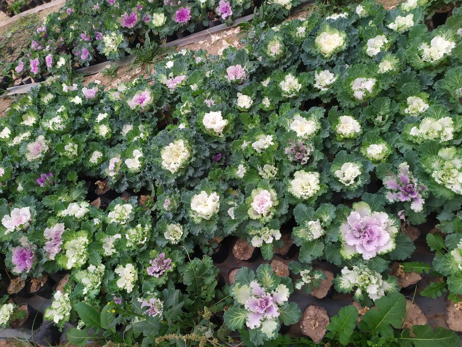 Karomgul mavsumiy gul