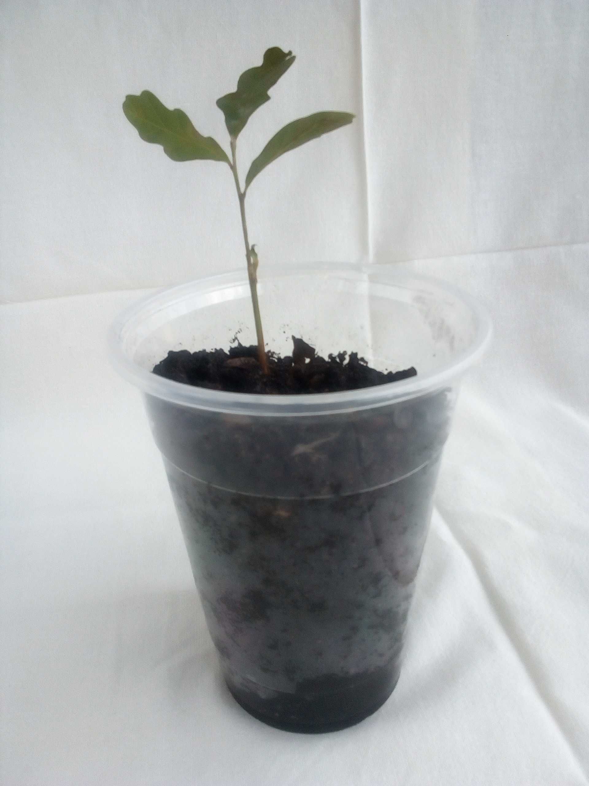Дъб, Горски,Летен,Quercus Robur, Разсад