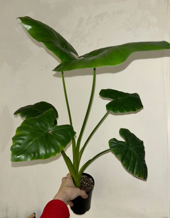 Алоказии Калидора/Арма