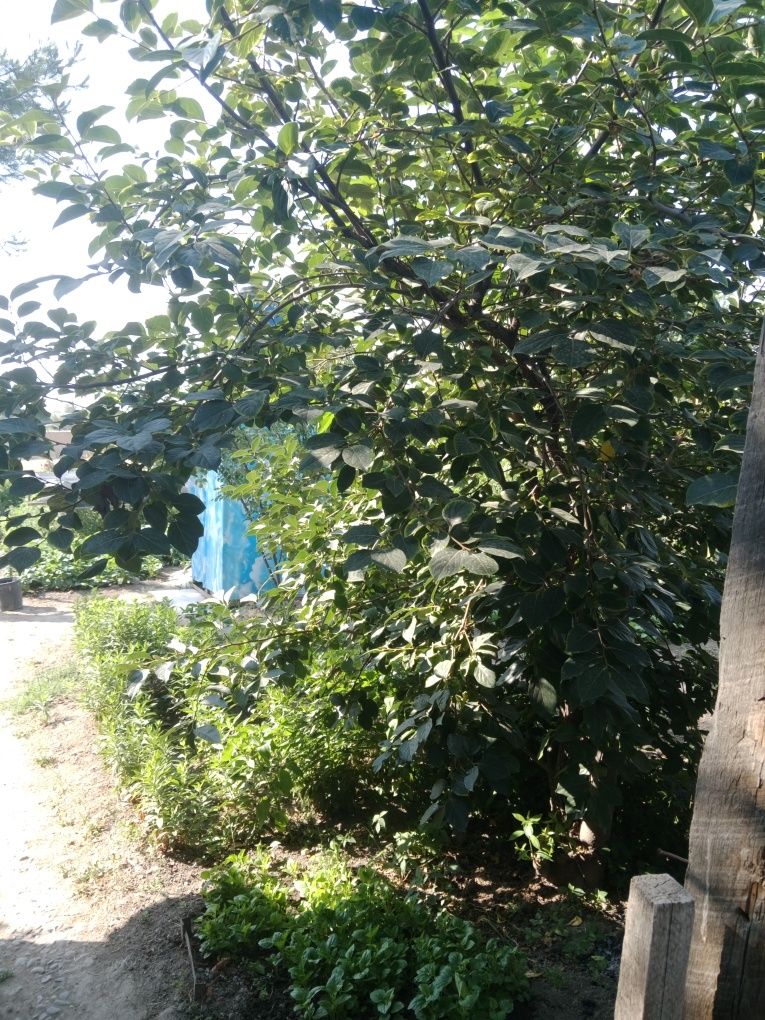 Продается дом ,10 соток