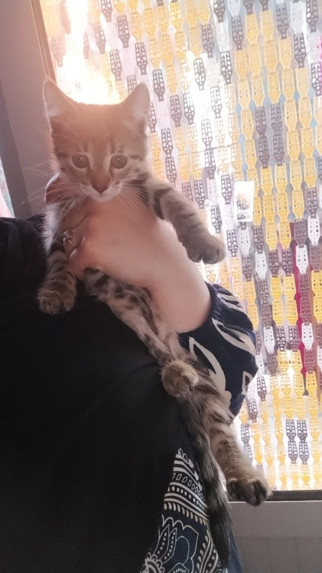 Подаряваме малки котки