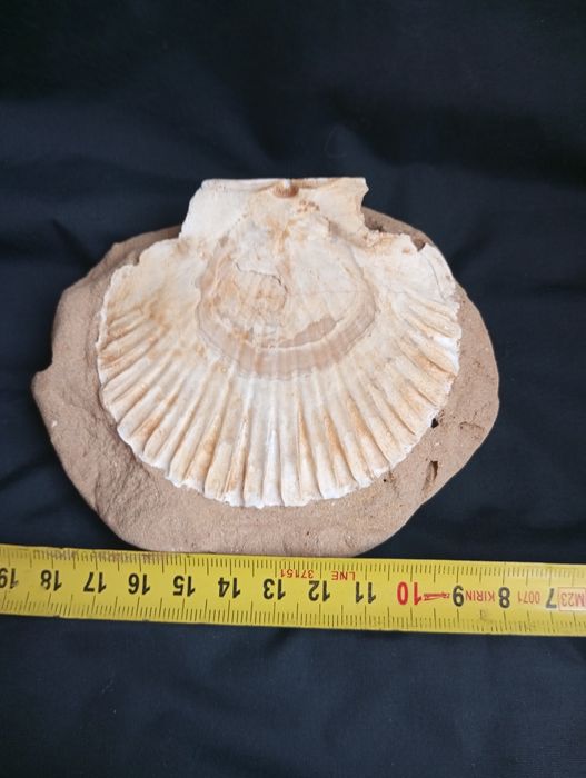 Фосил,мида, Pecten