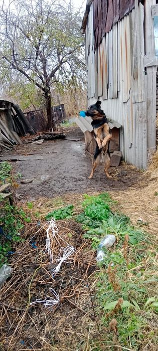 Отдам собаку в хороший руки